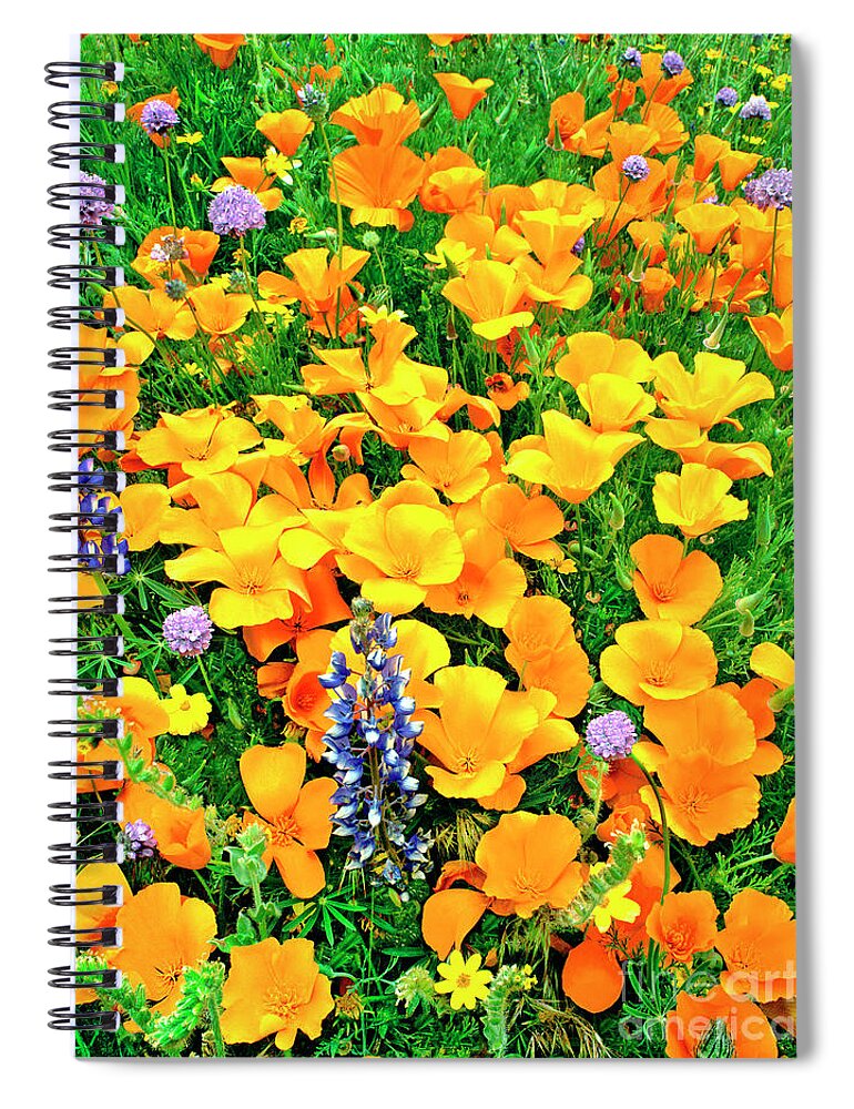 North America Spiral Notebook featuring the photograph California Poppies and Betham Lupines Southern California by Dave Welling