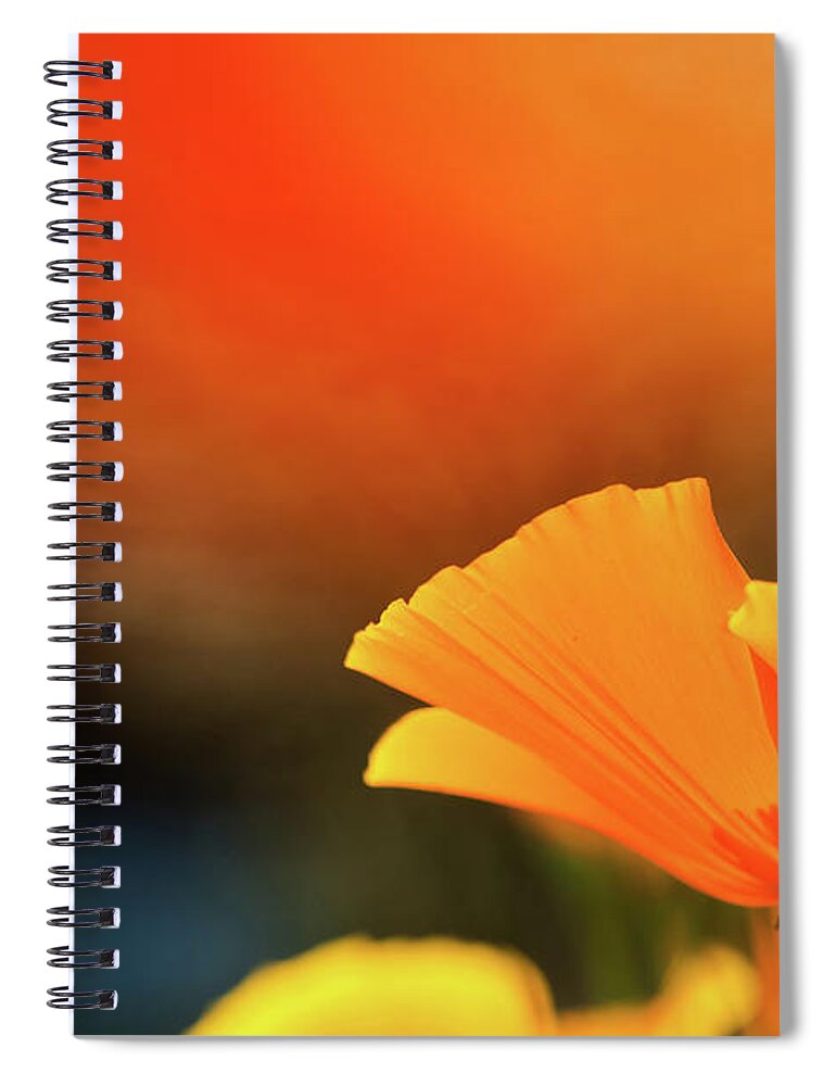 California Spiral Notebook featuring the photograph California Poppy by Andipantz