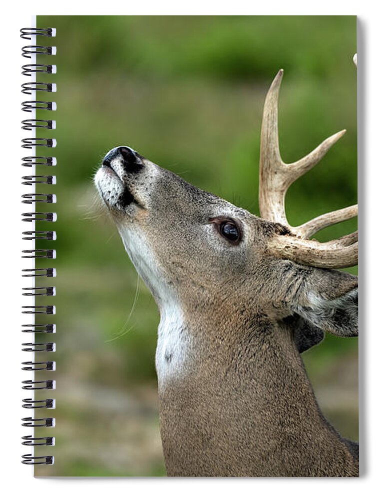 Deer Spiral Notebook featuring the photograph Call to the wild by Sam Rino
