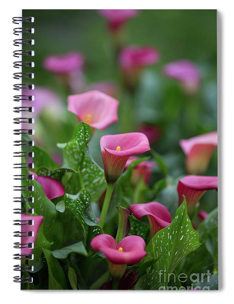 Calla Lilies Spiral Notebook featuring the photograph Calla Lilies by Eva Lechner