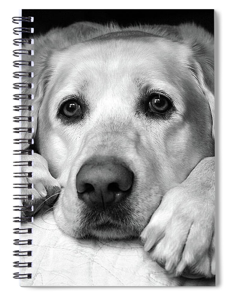 Yellow Labrador Spiral Notebook featuring the photograph Calming by David Pratt
