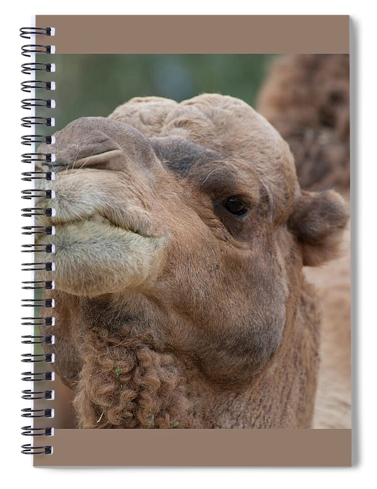 Camel Spiral Notebook featuring the photograph Camel up close by Christy Garavetto