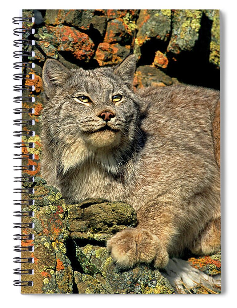 Canadian Lynx Spiral Notebook featuring the photograph Canadian Lynx on Lichen-covered Cliff Endangered Species by Dave Welling