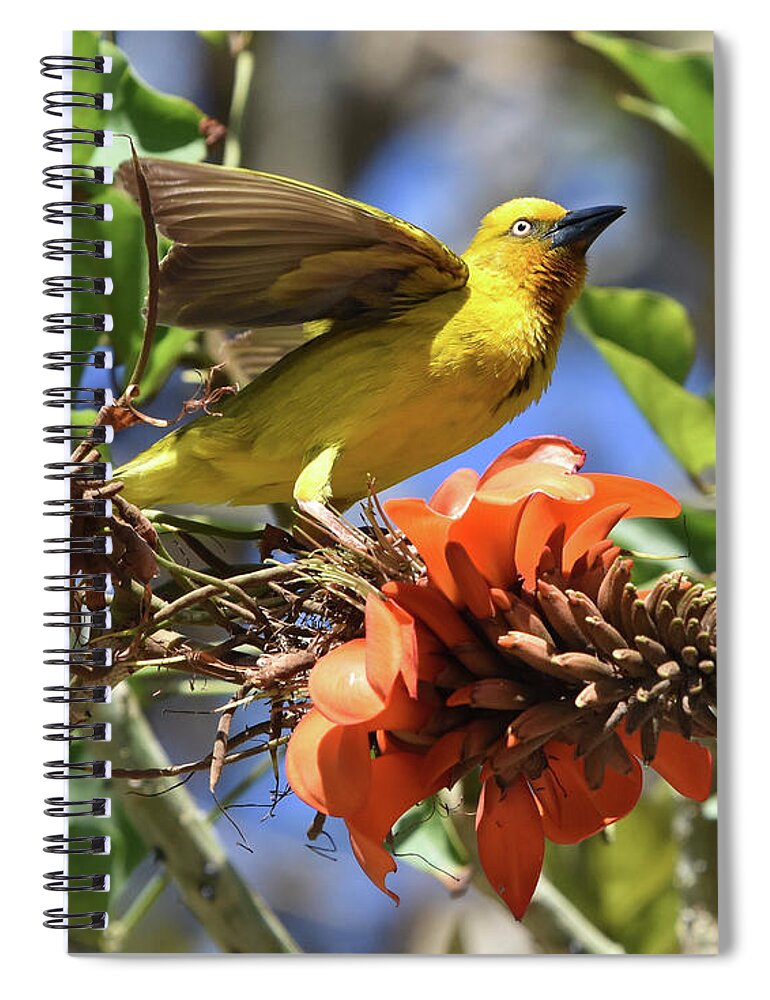 Weaver Spiral Notebook featuring the photograph Cape Weaver by Ben Foster