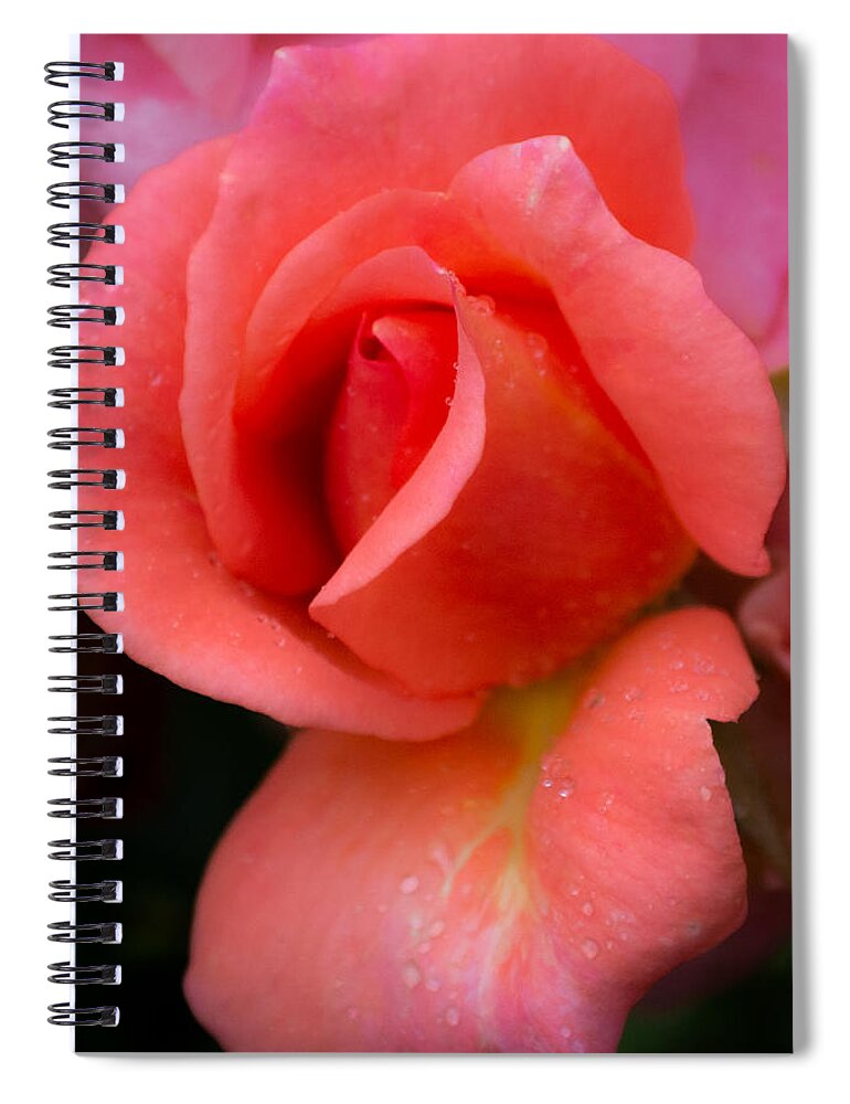 Capron Park Spiral Notebook featuring the photograph Capron Park Rose by Linda Bonaccorsi