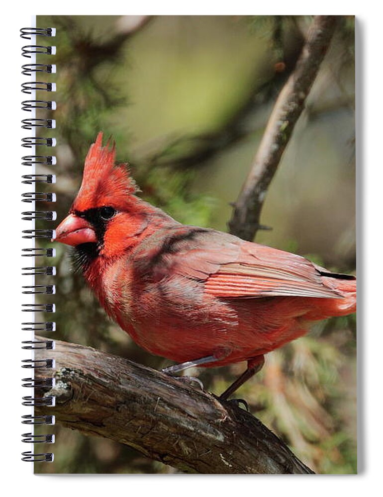 Cardinal Spiral Notebook featuring the photograph Cardinal 7169 by John Moyer