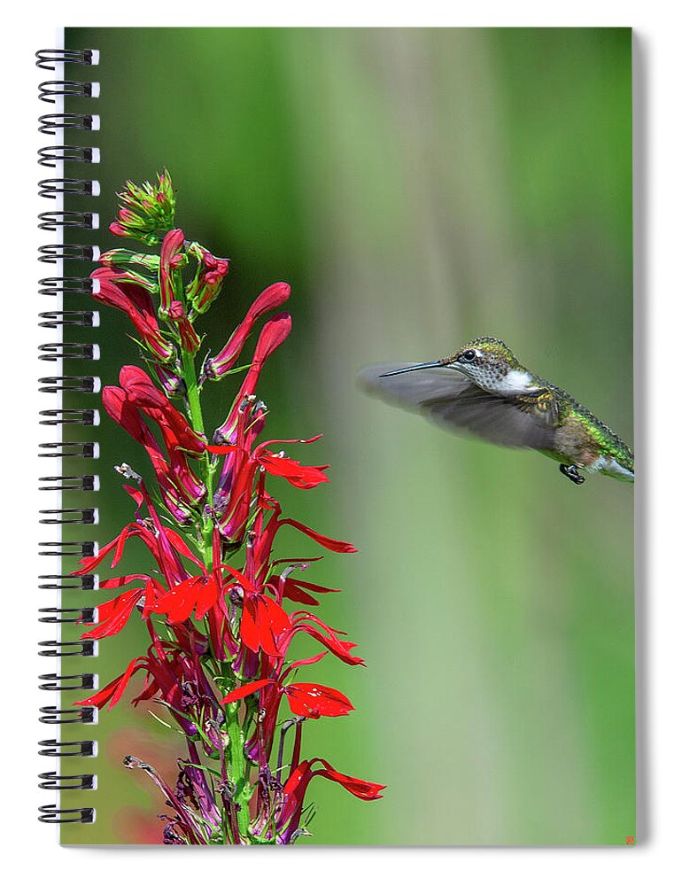 Nature Spiral Notebook featuring the photograph Cardinal Flower or Cardinal Lobelia DFL0899 by Gerry Gantt