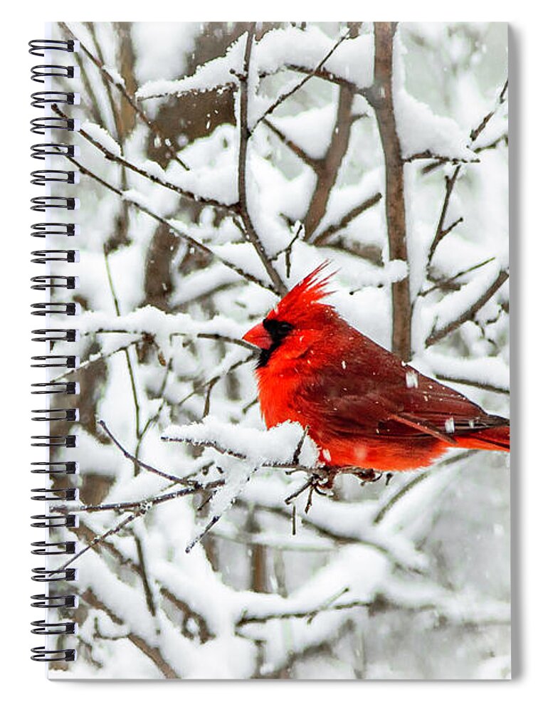Snow Spiral Notebook featuring the photograph Cardinal in a Snow Storm by Kevin Argue