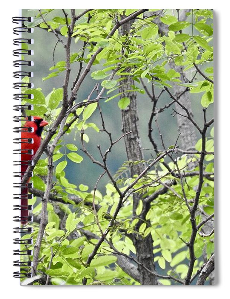 Cardinal Spiral Notebook featuring the photograph Cardinal In The Trees by Kathy Chism