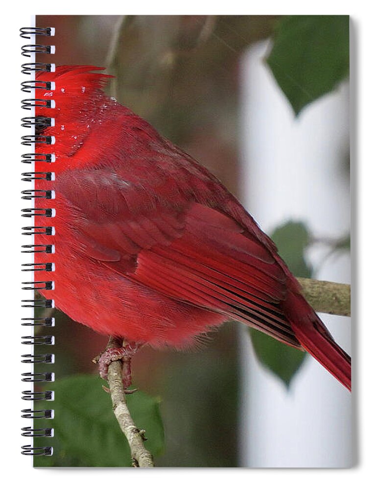 Cardinal Spiral Notebook featuring the photograph Cardinal in Winter by Linda Stern