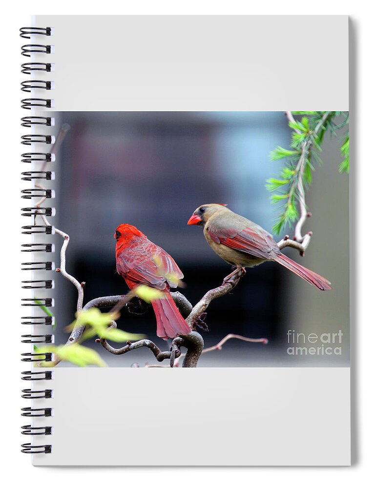 Female Northern Cardinal Spiral Notebook featuring the photograph Cardinal Love 3 by Patricia Youngquist