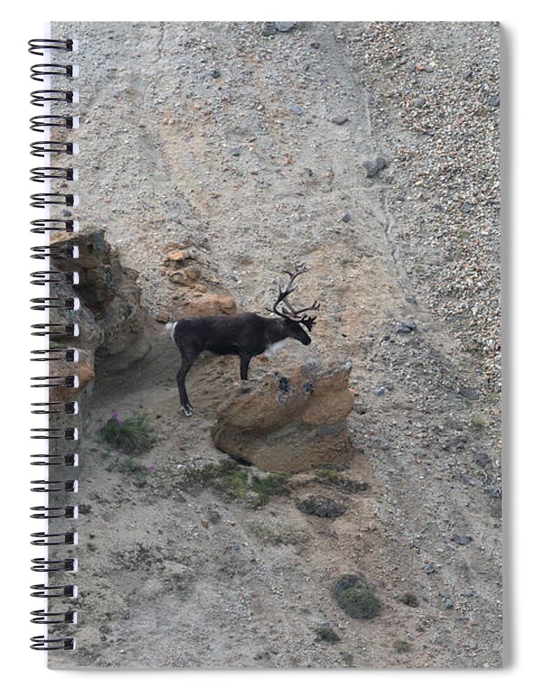 Caribou Spiral Notebook featuring the photograph Caribou 9319 by John Moyer