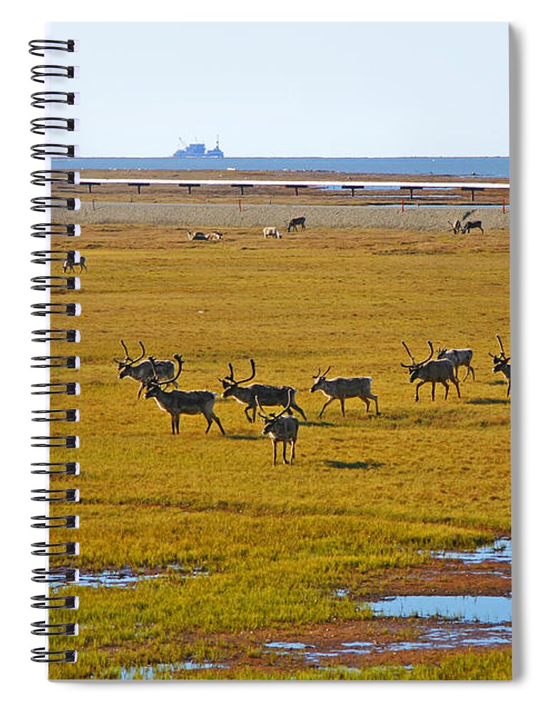 Caribou Spiral Notebook featuring the photograph Caribou Herd on the Tundra by Anthony Jones