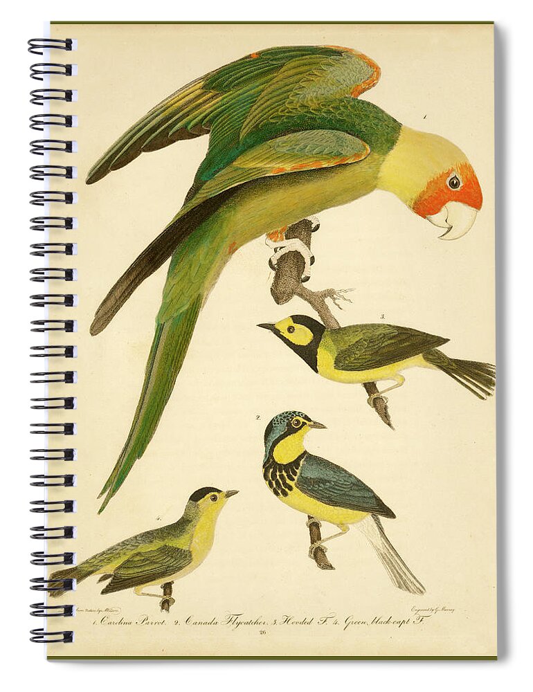 Birds Spiral Notebook featuring the mixed media Carolina Parrot by Alexander Wilson