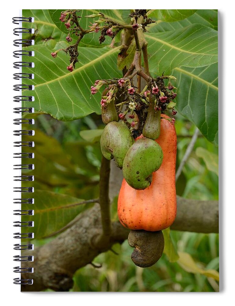 Cashew Spiral Notebook featuring the photograph Cashew Apple and nuts by Bradford Martin