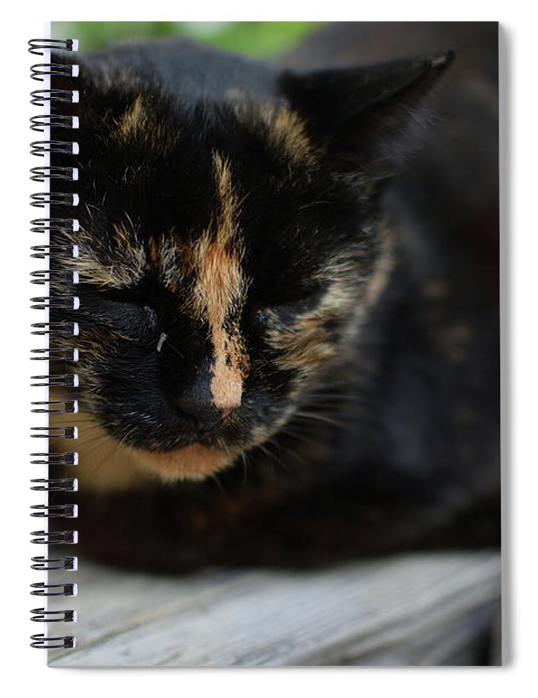 #黒猫#猫#ぬこ#奈良#寺# Spiral Notebook featuring the photograph cat by Kenya Suzuki