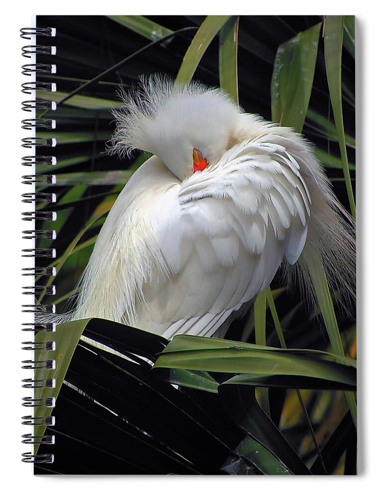 Egret Spiral Notebook featuring the photograph Catching the Red Eye by Michael Allard