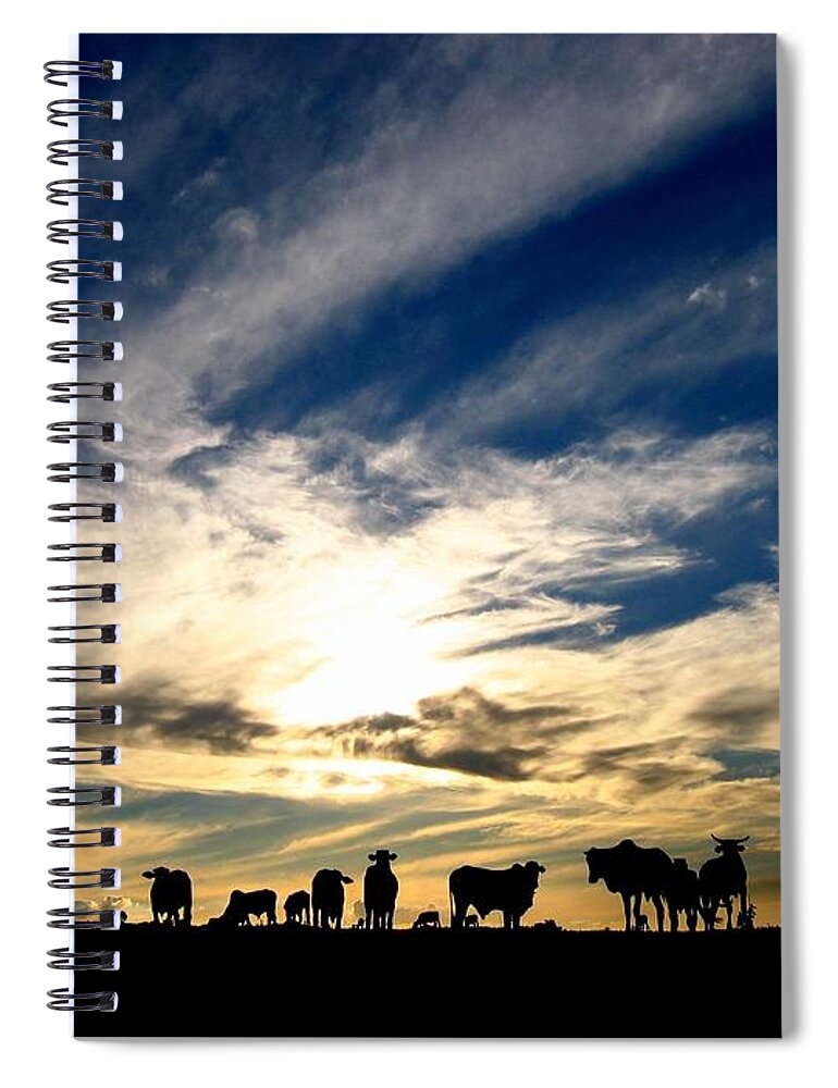 Animal Themes Spiral Notebook featuring the photograph Cattle Gathering On Field At Sunset by © 2009 By Joao Paglione - All Rights Reserved Worldwide