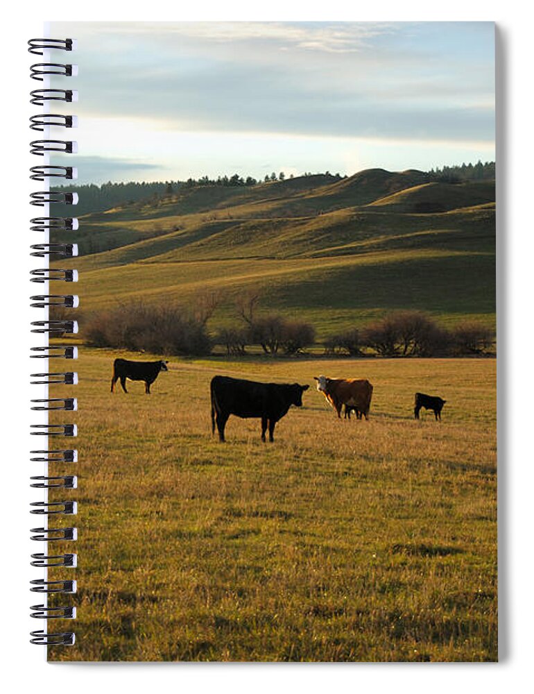 Outdoors Spiral Notebook featuring the photograph Cattle Grazing In Rural Wyoming by Crazycroat