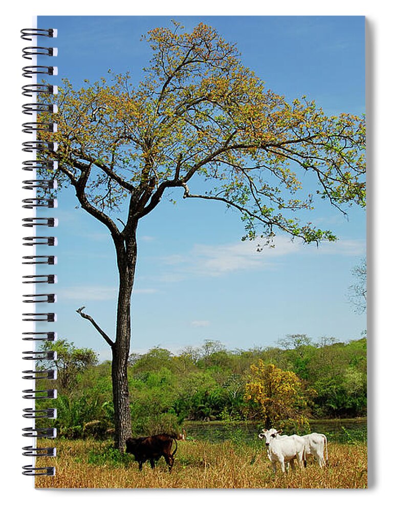 Animal Themes Spiral Notebook featuring the photograph Cattle In Pantanal by Lucille Kanzawa