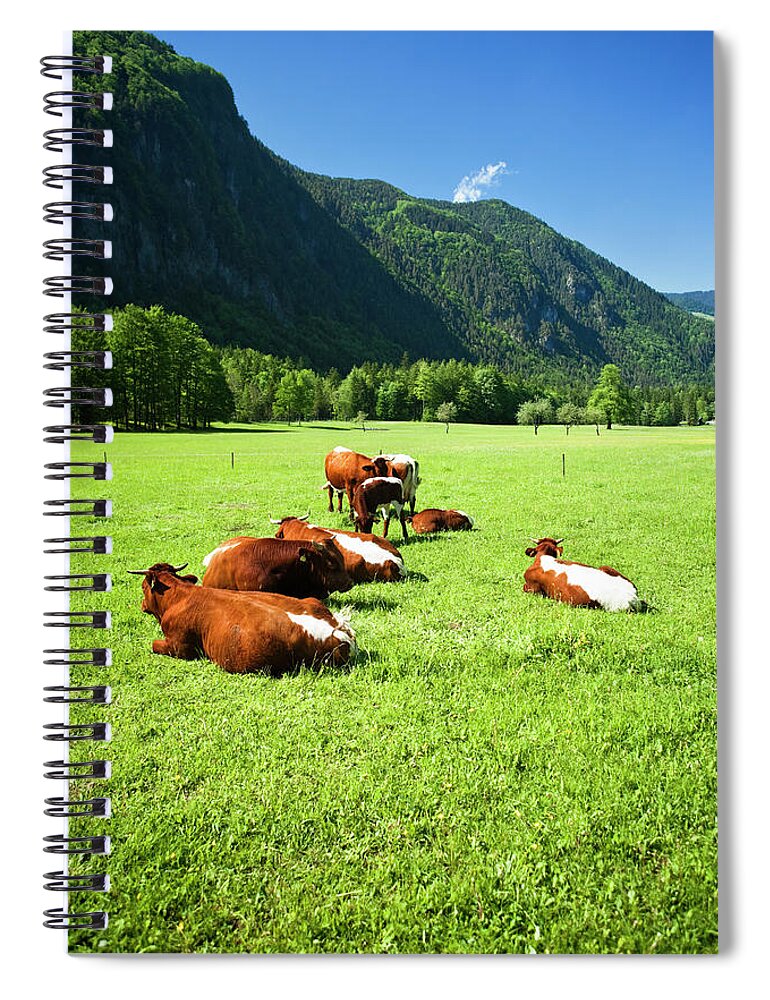 Scenics Spiral Notebook featuring the photograph Cattle On Farm Field by Mbbirdy