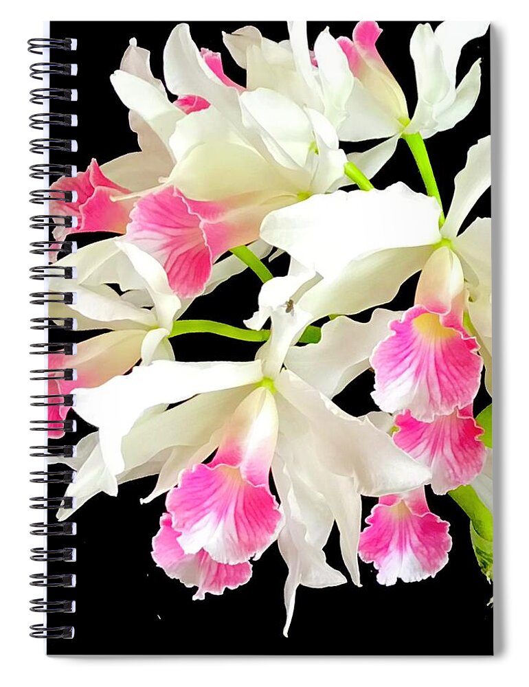 #flowersofaloha #cattleyaorchidsinpink #aloha #flowers #orchids #hiloorchidshow #pink Spiral Notebook featuring the photograph Cattleya Aloha in Pink by Joalene Young