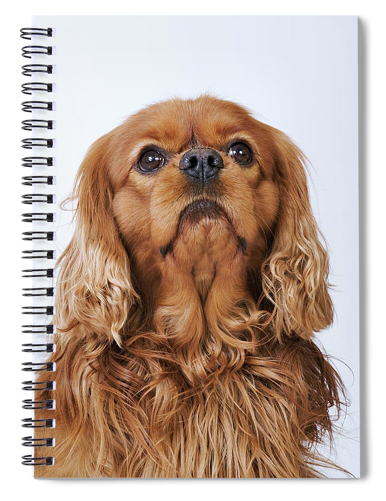 Pets Spiral Notebook featuring the photograph Cavalier King Charles Spaniel Looking by Martin Harvey
