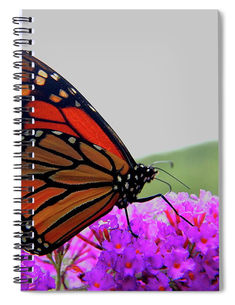 Butterfly Spiral Notebook featuring the photograph Celebrate Goodness by Allen Nice-Webb