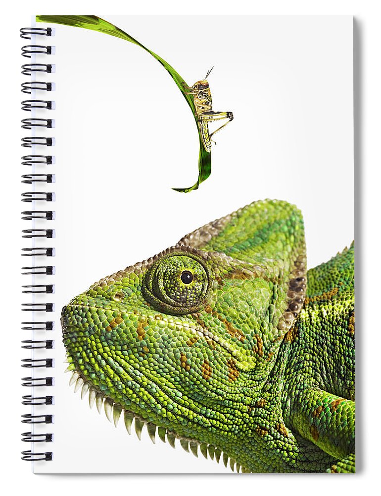 White Background Spiral Notebook featuring the photograph Chameleon Looking At Locust by Gandee Vasan