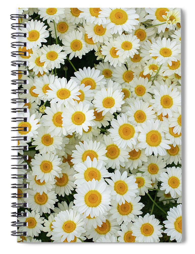 Chamomile Spiral Notebook featuring the photograph Chamomile Flowers Pattern by Tim Gainey