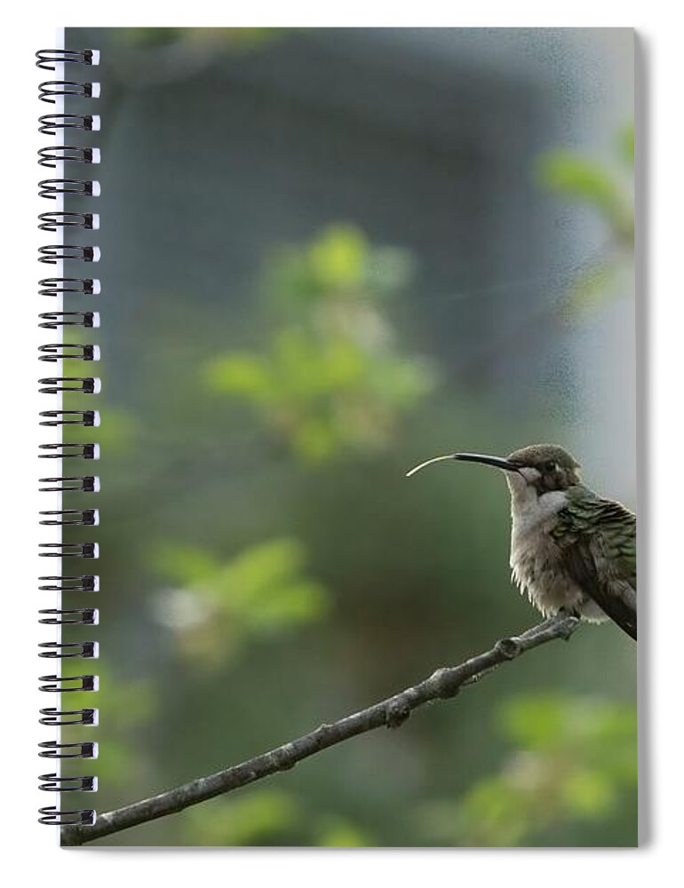 America Spiral Notebook featuring the photograph Cheeky Hummingbird by Jeff Folger