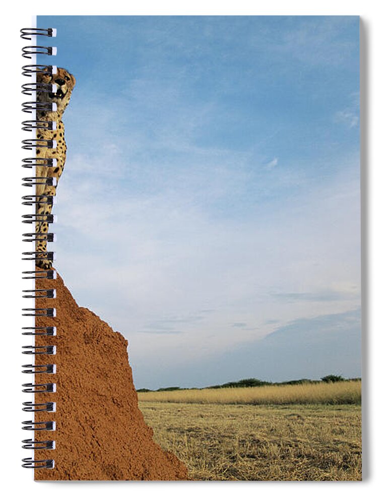 Part Of A Series Spiral Notebook featuring the photograph Cheetah Acinonyx Jubatus On Ant Hill by Gallo Images-dave Hamman