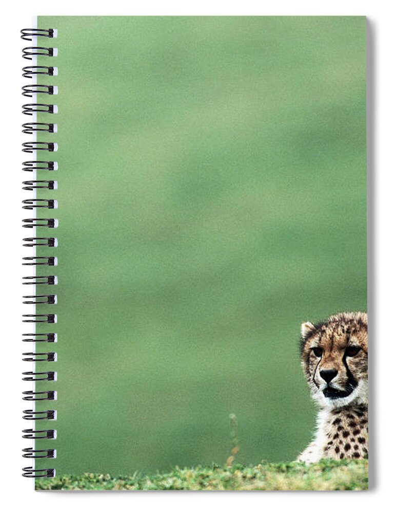 Focus Spiral Notebook featuring the photograph Cheetah Acinonyx Jubatus, United States by Mark Newman