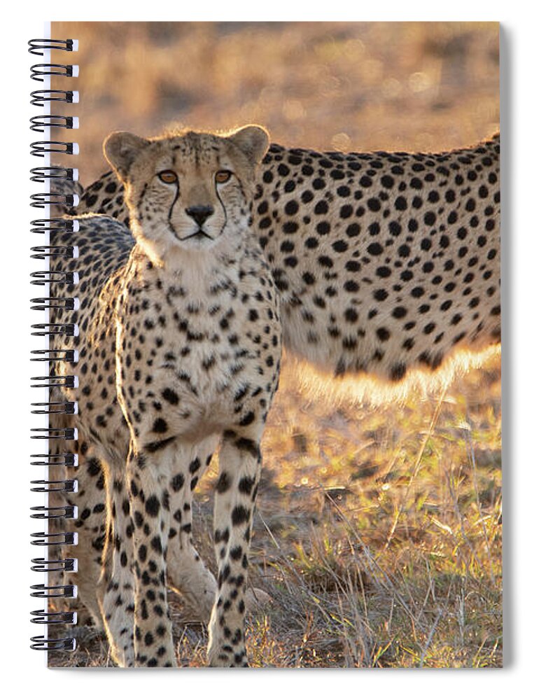 Cheetah Spiral Notebook featuring the photograph Cheetah family by Patrick Nowotny