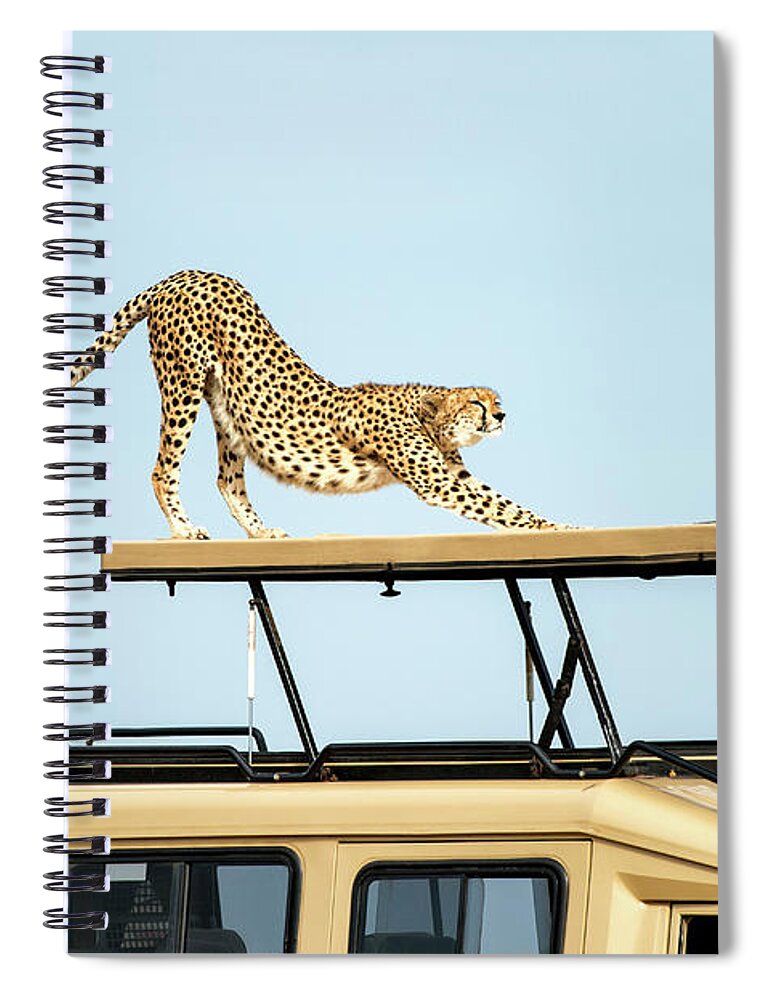 Kenya Spiral Notebook featuring the photograph Cheetah Stretching On Top Of A Safari by Mike Hill