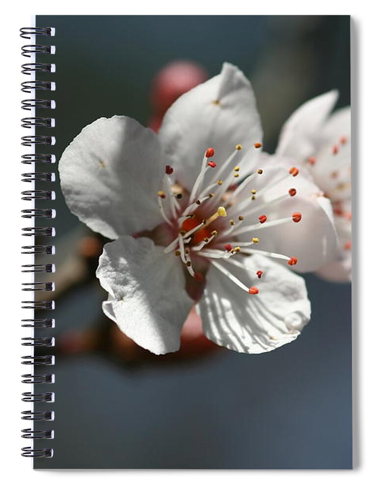 Bud Spiral Notebook featuring the photograph Cherry Blossom Bud by Silkegb