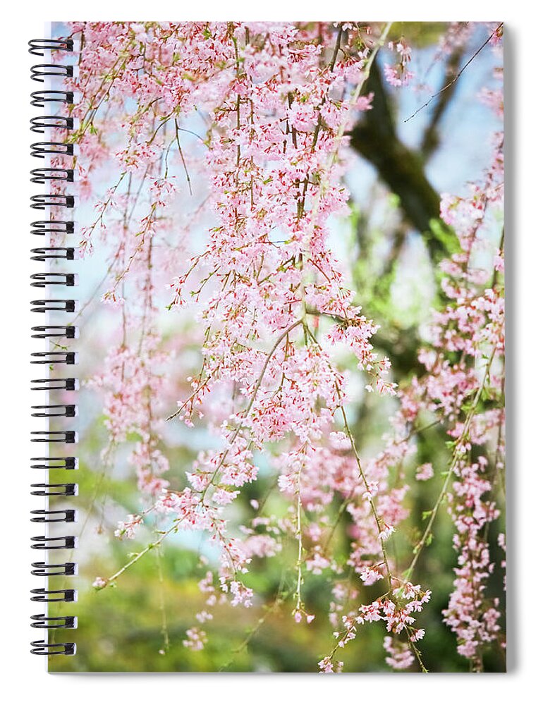 Cherry Spiral Notebook featuring the photograph Cherry Blossom In Kyoto by Tomml