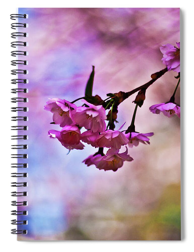 Sweden Spiral Notebook featuring the photograph Cherry Blossom by Sina Farhat