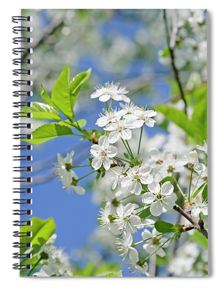 Season Spiral Notebook featuring the photograph Cherry Blossom by Viorika