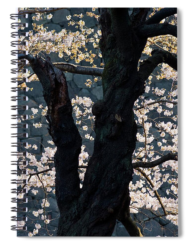 Tranquility Spiral Notebook featuring the photograph Cherry Blossoms At The Imperial Palace by B. Tanaka