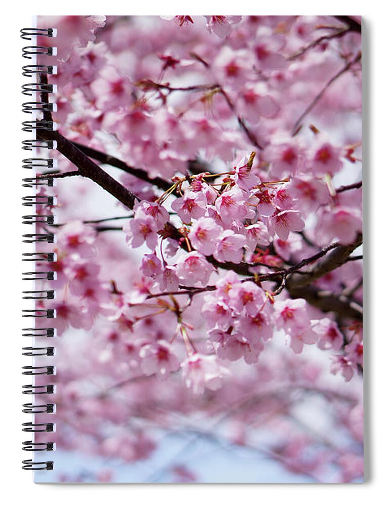 Outdoors Spiral Notebook featuring the photograph Cherry Blossoms by Invisiblea
