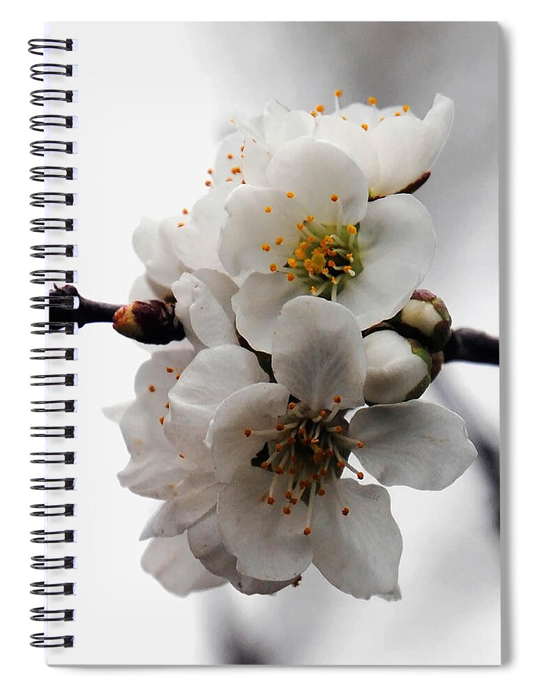 Flowers Spiral Notebook featuring the photograph Cherry Blossoms by Vallee Johnson