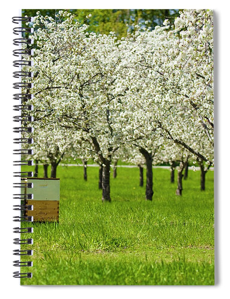 Insect Spiral Notebook featuring the photograph Cherry Pollination by Westhoff