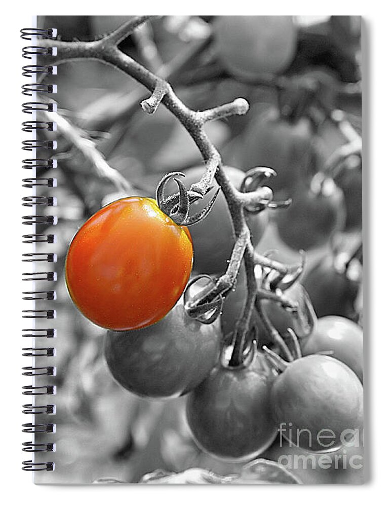 Black And White Spiral Notebook featuring the photograph Cherry Tomatoes Partial Color by Smilin Eyes Treasures