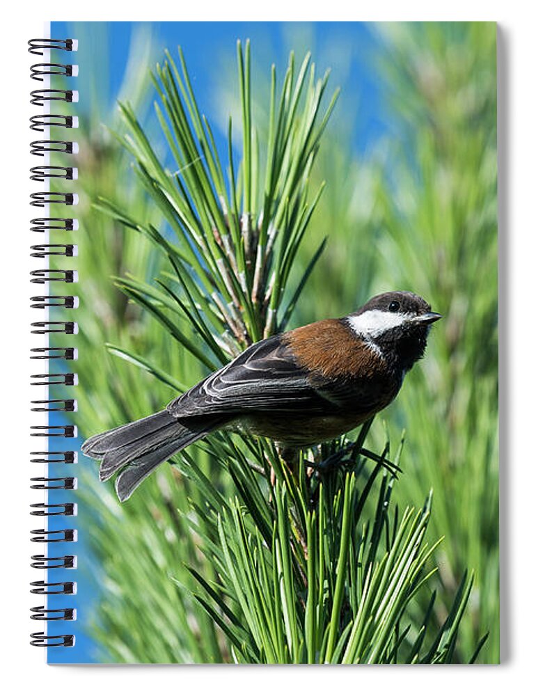 Animals Spiral Notebook featuring the photograph Chestnut-backed Chickadee by Robert Potts