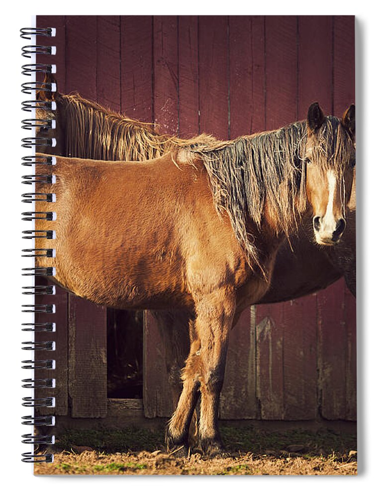 Horse Spiral Notebook featuring the photograph Chestnut Horses by Thepalmer