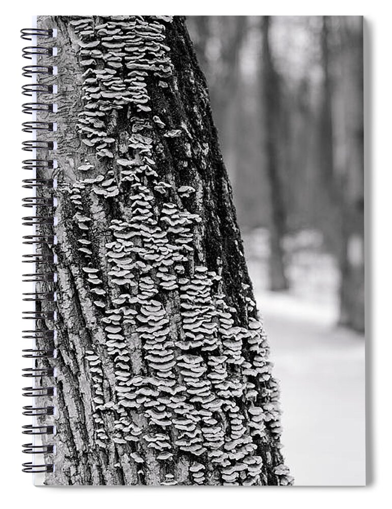 Winterpacht Spiral Notebook featuring the photograph Chicago Winter Trees by Miguel Winterpacht
