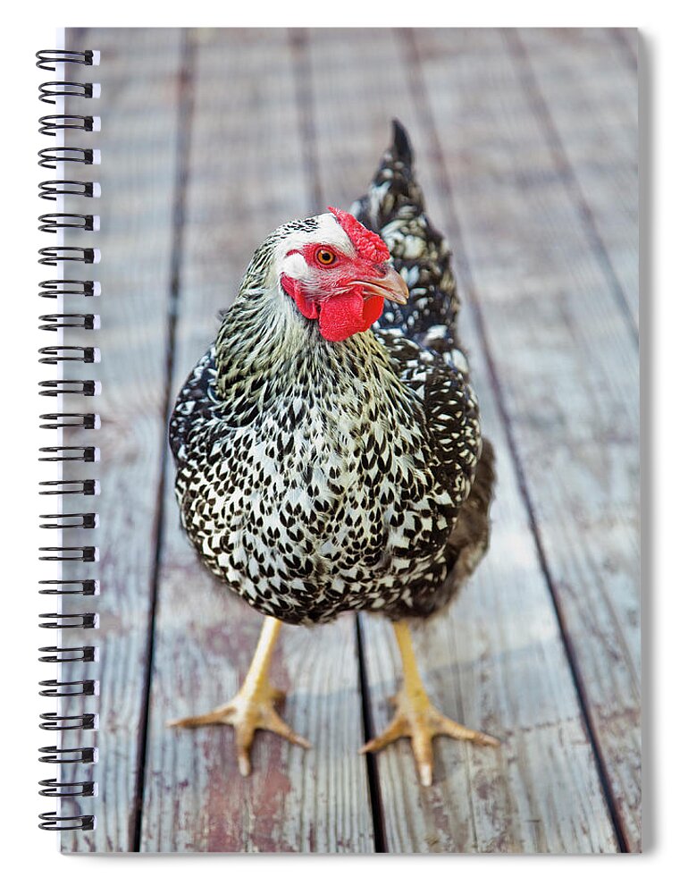 Pets Spiral Notebook featuring the photograph Chicken On Wood Deck by Grove Pashley