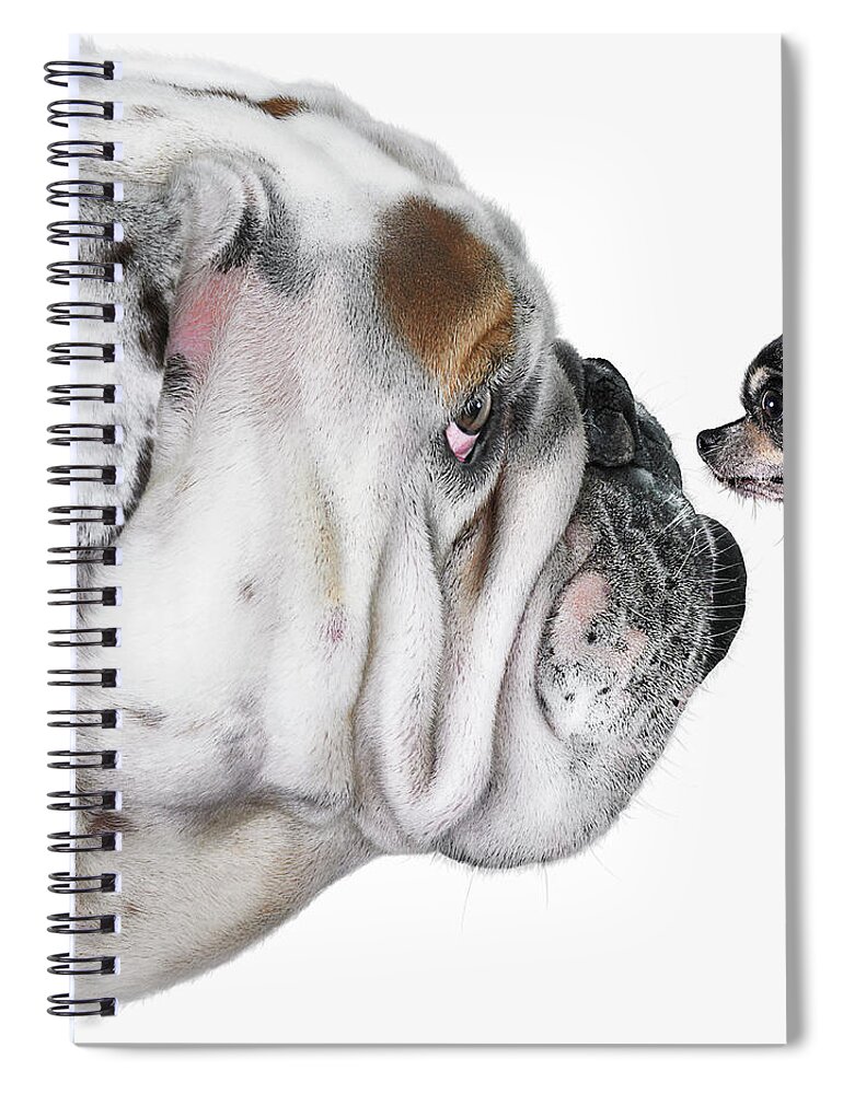 Pets Spiral Notebook featuring the photograph Chihuahua Dog Staring At Bulldog by Gandee Vasan