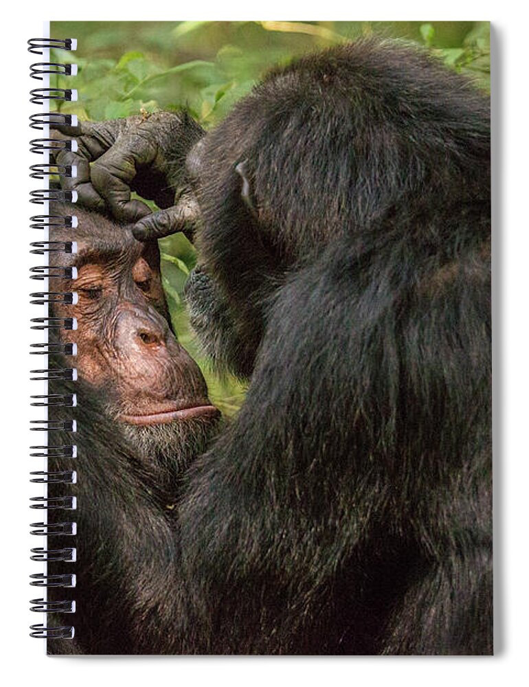 Animals In The Wild Spiral Notebook featuring the photograph Chimpanzee Grooming by Robert Muckley